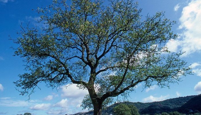 Cevizin Faydaları ve Zararları